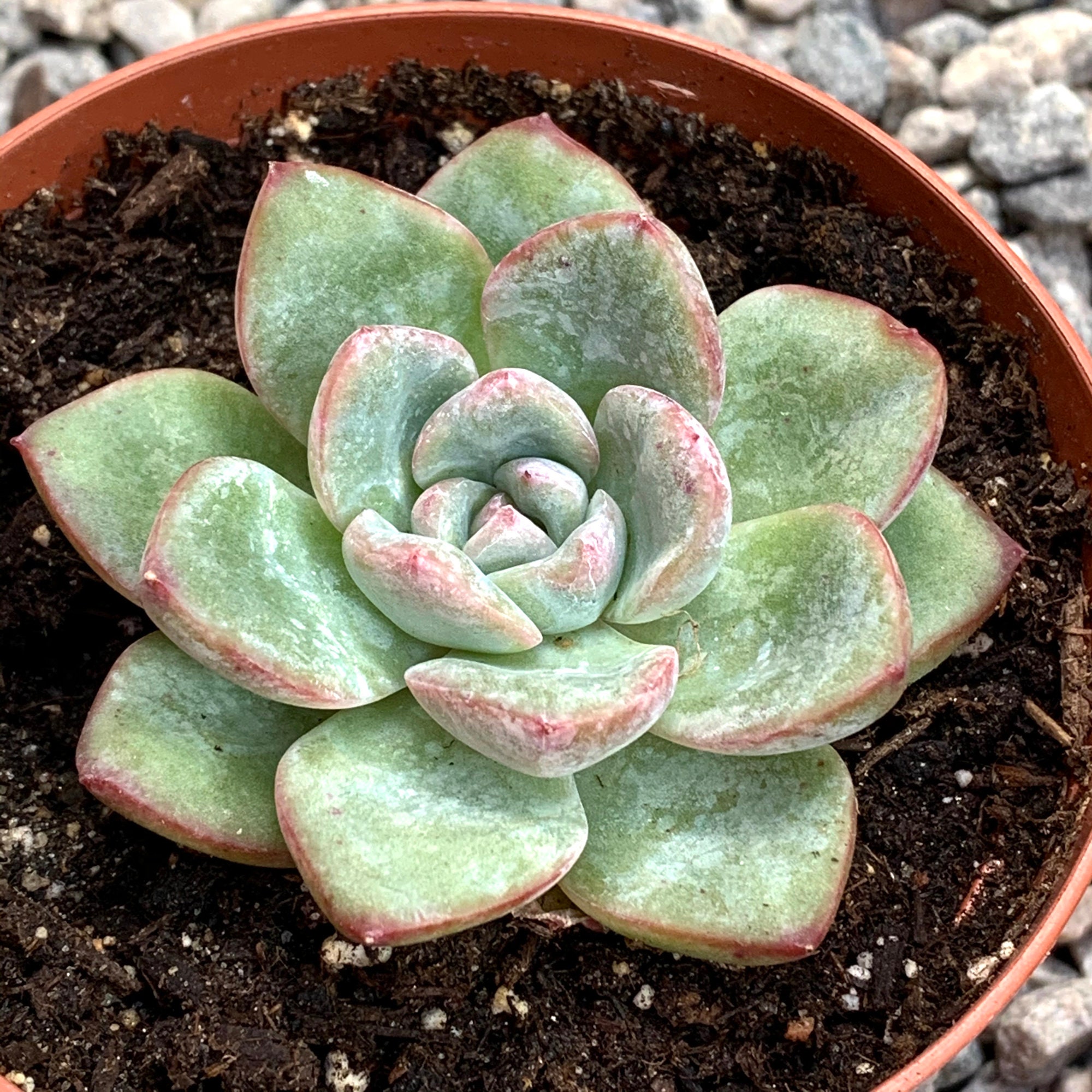 Outdoor & Gardening Echeveria Amabile Rare Succulents Plants Succulents & Cacti etna.com.pe