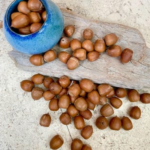 20, 35, 50 ACORNS you will get assorted shades/ sizes of brown Without CAPS from Vermont.
