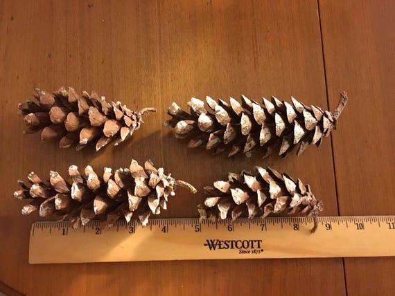 2 Sizes Rustic and Realistic Snow Covered Frosty Faux Pinecone
