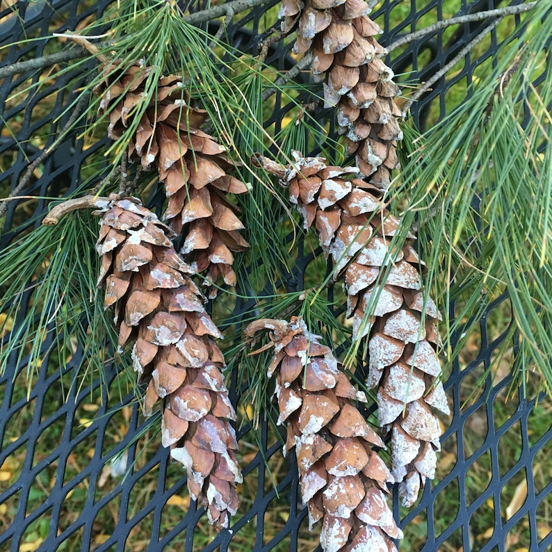 20 Eastern White PINECONES approx 4-6 in size from Vermont