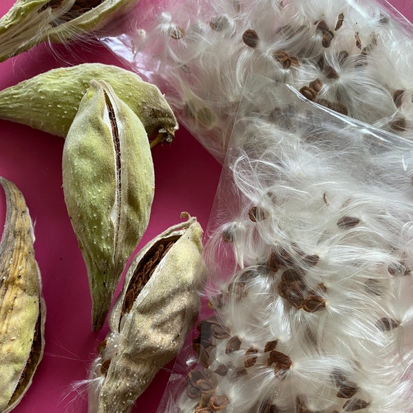 ONE 4”x6” baggie filled w/ 100s of seeds from 1 milk weed pod ONLY. Over 100 seeds inside the baggie. From Vermont (genus Asclepias)