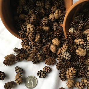 May include: A collection of small, brown pine cones spilling from two terracotta pots onto a white surface. A quarter is included for size reference. The cones vary in size and shape, with a natural, textured appearance.