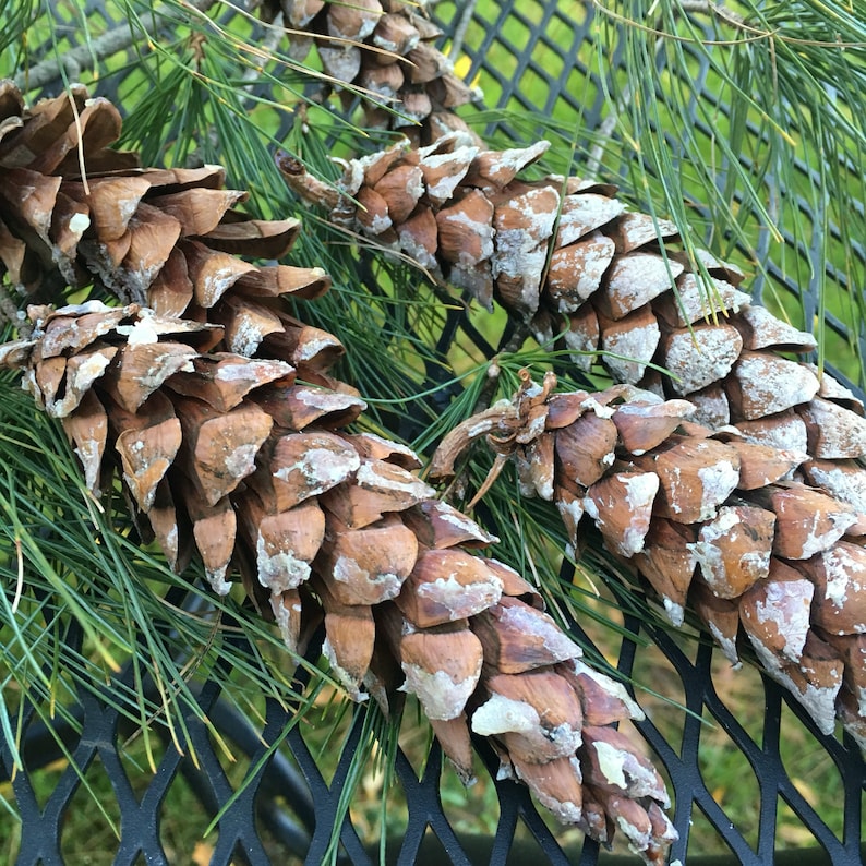 20 Eastern White PINECONES approx 4-6 in size from Vermont