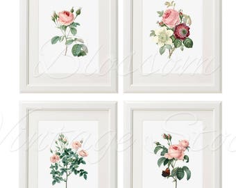 Vintage Roses Prints, Wall Art, Decorative Rose Prints INSTANT DOWNLOAD Digital Vintage Illustrations for Print 5x7, 8x10, 11x14 - 2207