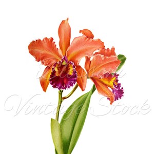 Orchid Printable Illustration, Botanical Flower Wall Art Orchid Poster ...