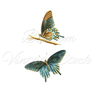 Butterflies, Printable Art, Vintage Illustration, Wall Decor, Butterflies wall art print INSTANT DOWNLOAD 5x7, 8x10, 11x14 Included 2141 image 2