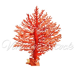 Sea Coral Printable Wall Decor Sea Fan Coral Clipart, Digital Image ...