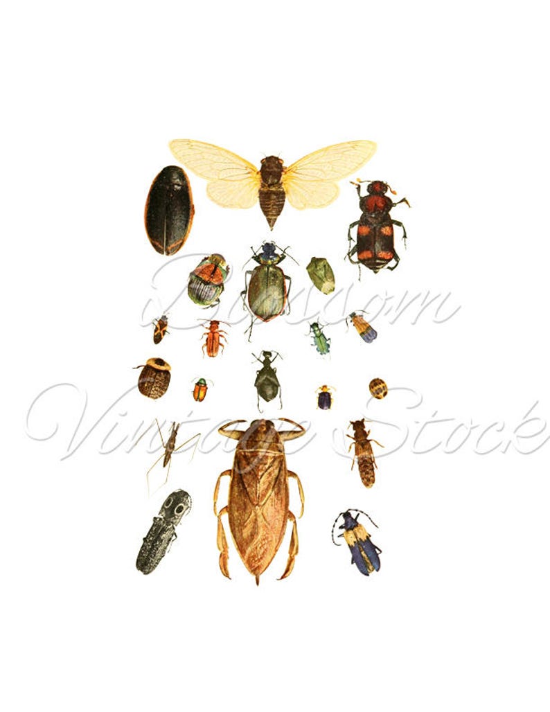 Bugs Print, Beetles Common Print, Clipart, PNG Bugs, Wall Decor, Art - Electronic Impression, Printable, Clipart, Instantaneous Down load - 2265 image about Insects Printable named Bugs Print, Beetles Traditional Print, Clipart, PNG Bugs, Wall Decor, Art - Electronic Impression, Printable, Clipart, Prompt Down load - 2265
