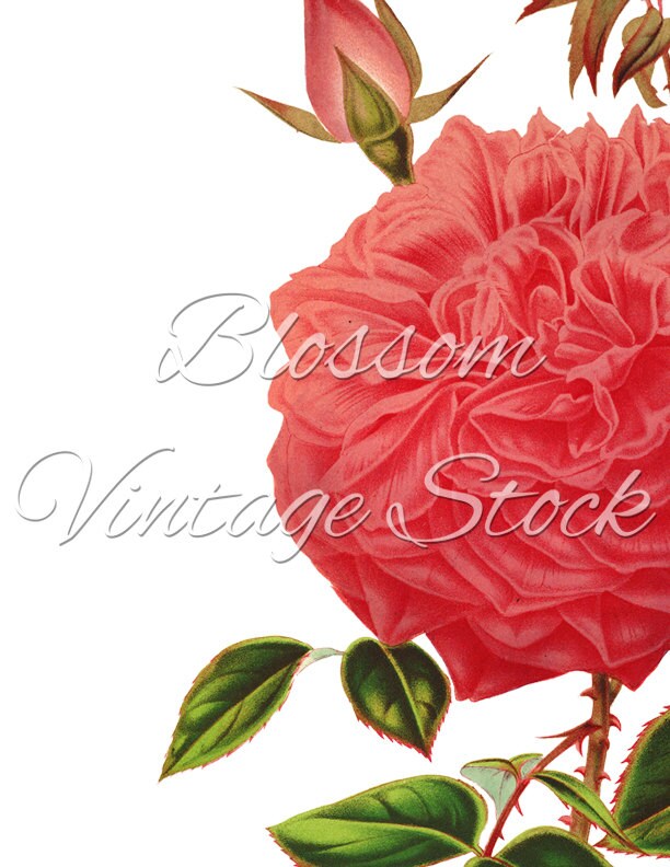 Vintage Rose Printable Art Pink Rose Vintage Graphic Antique | Etsy