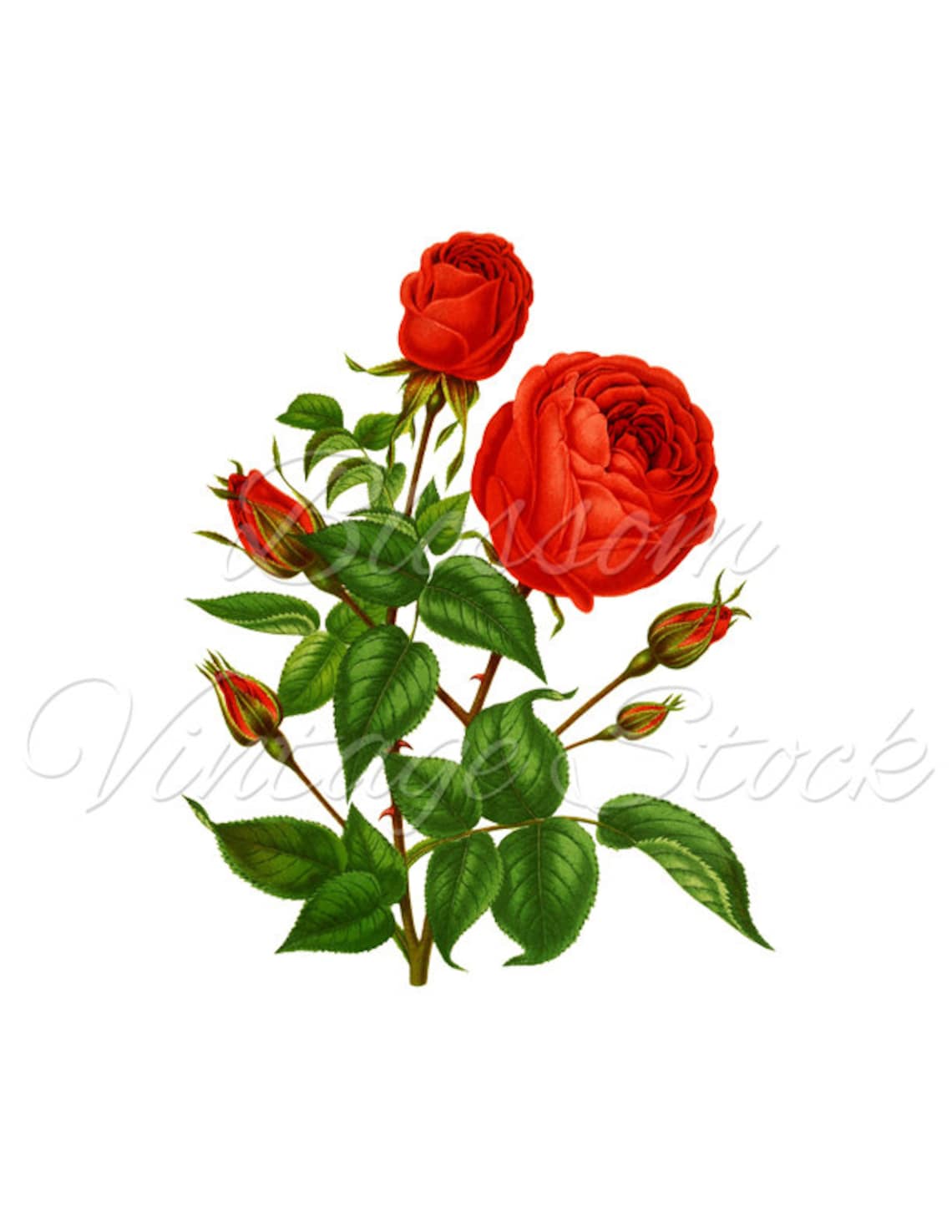 Red Rose Printable Art Vintage Rose Print