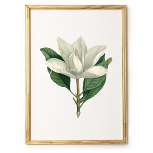 Magnolia Botanical Print, wall art White Flower Botanical Print, White Flower Antique Illustration for Print INSTANT DOWNLOAD - 2128