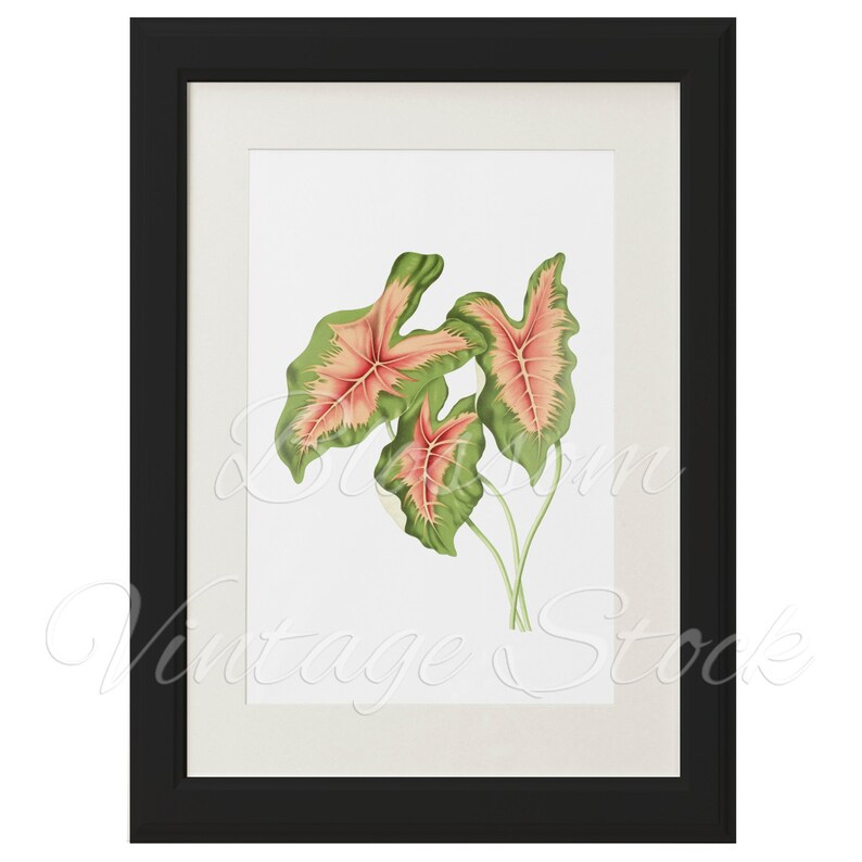 Botanical Leaves Printable Botanical Illustration Leaves | Etsy
