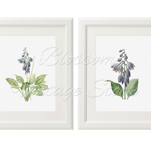 Botanical Printable Set, Blue Flowers Botanical Illustrations INSTANT ...