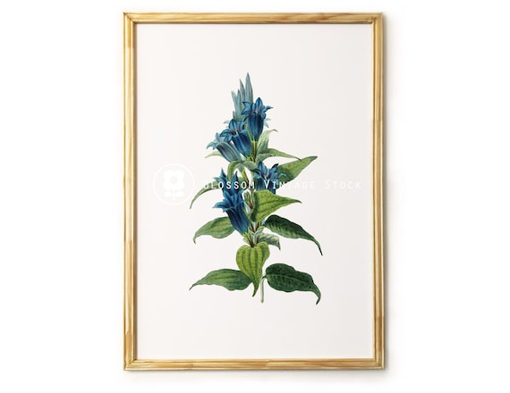 Vintage Botanical Printable Art Blue Flower Wall Art Vintage | Etsy