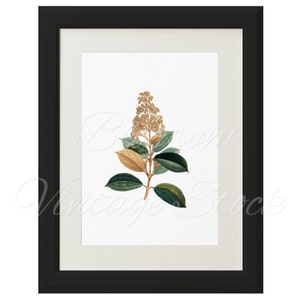 Plants Botanical Print, Green Botanical Leaves, Botanical Digital Image, PNG Image for printing, digital artwork INSTANT DOWNLOAD 1542 image 5