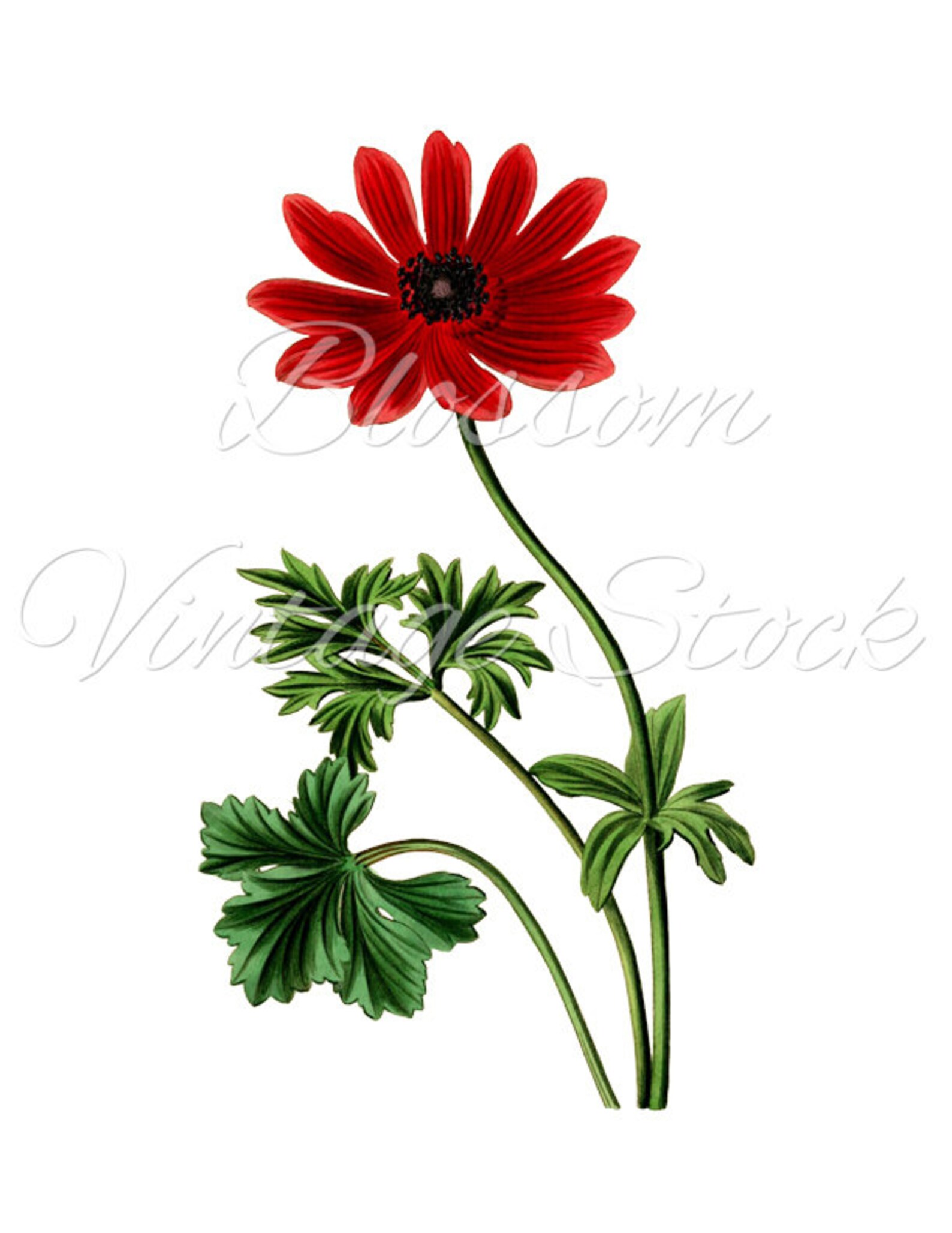 Botanical Print Set Red Floral Prints Antique Botanical Etsy