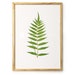 see more listings in the Leaves Fern Cactus section