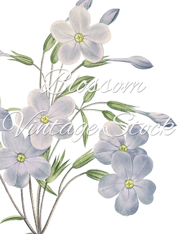 Light Blue Flower Wall Art Printable Antique Vintage Flower Etsy