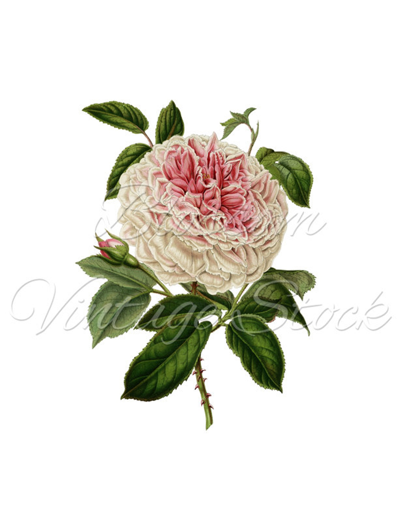 Vintage Pink Rose Printable Art Shabby Chic Rose Image | Etsy