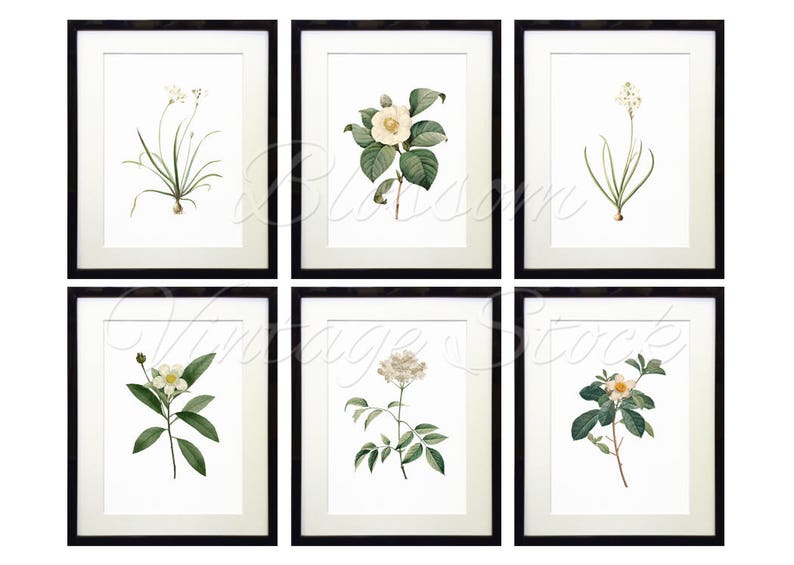 Printable Wall Art Botanical Set of 6 Flower Illustrations Etsy