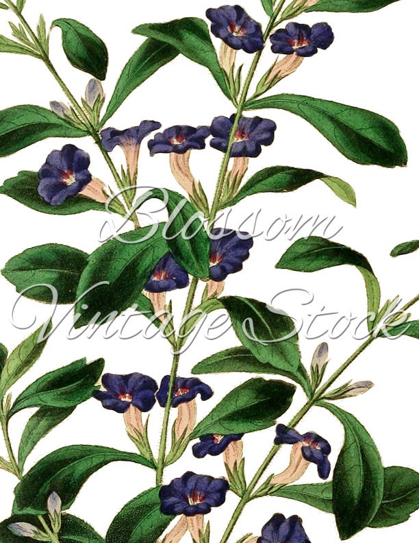 Vintage Botanical Print Blue Flowers Digital Image Vintage | Etsy