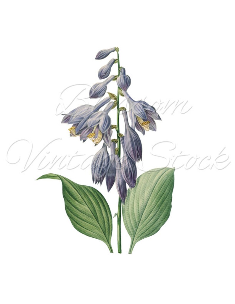 Botanical Printable Set Blue Flowers Botanical Illustrations | Etsy
