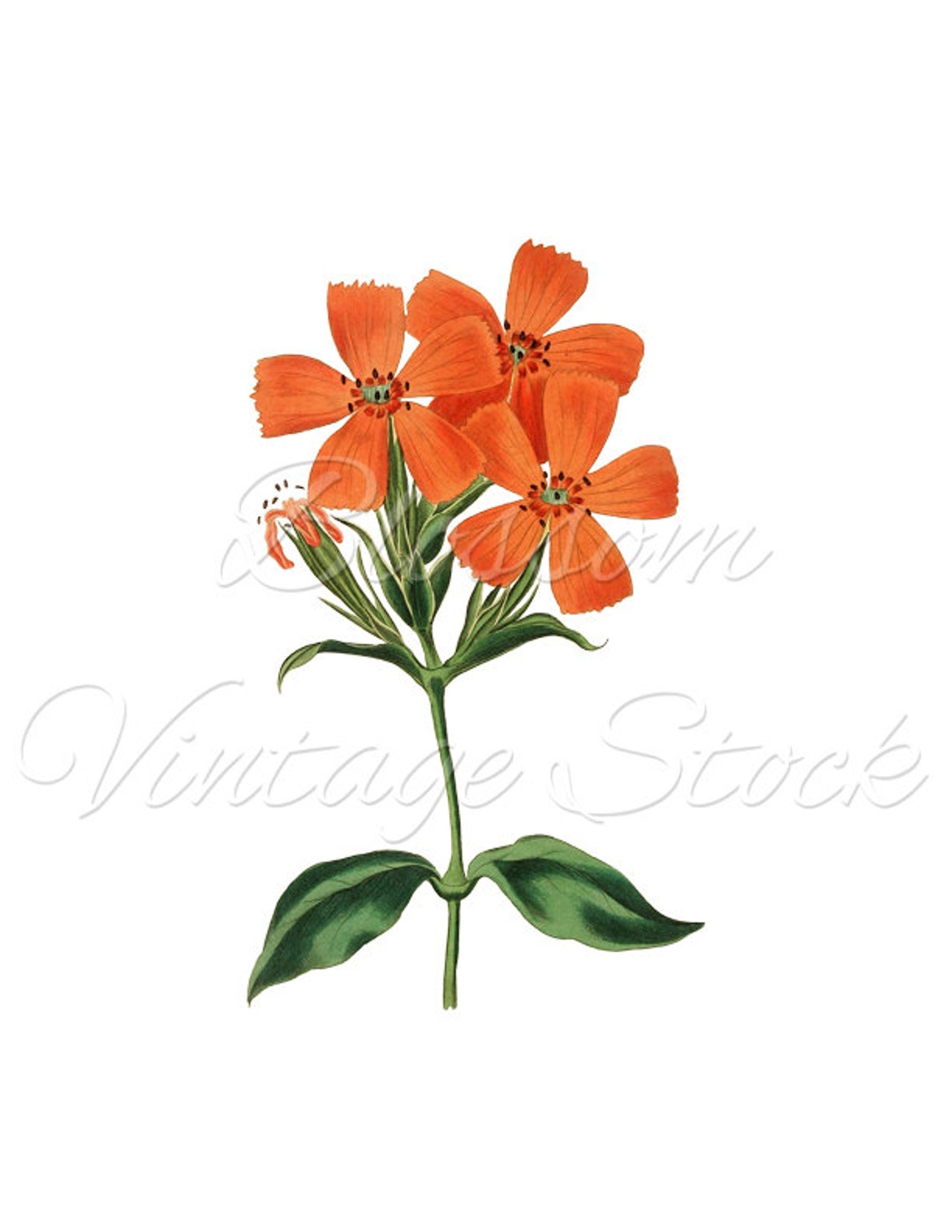 Vintage Botanical Print Orange Flower Print Floral Wall Art Etsy