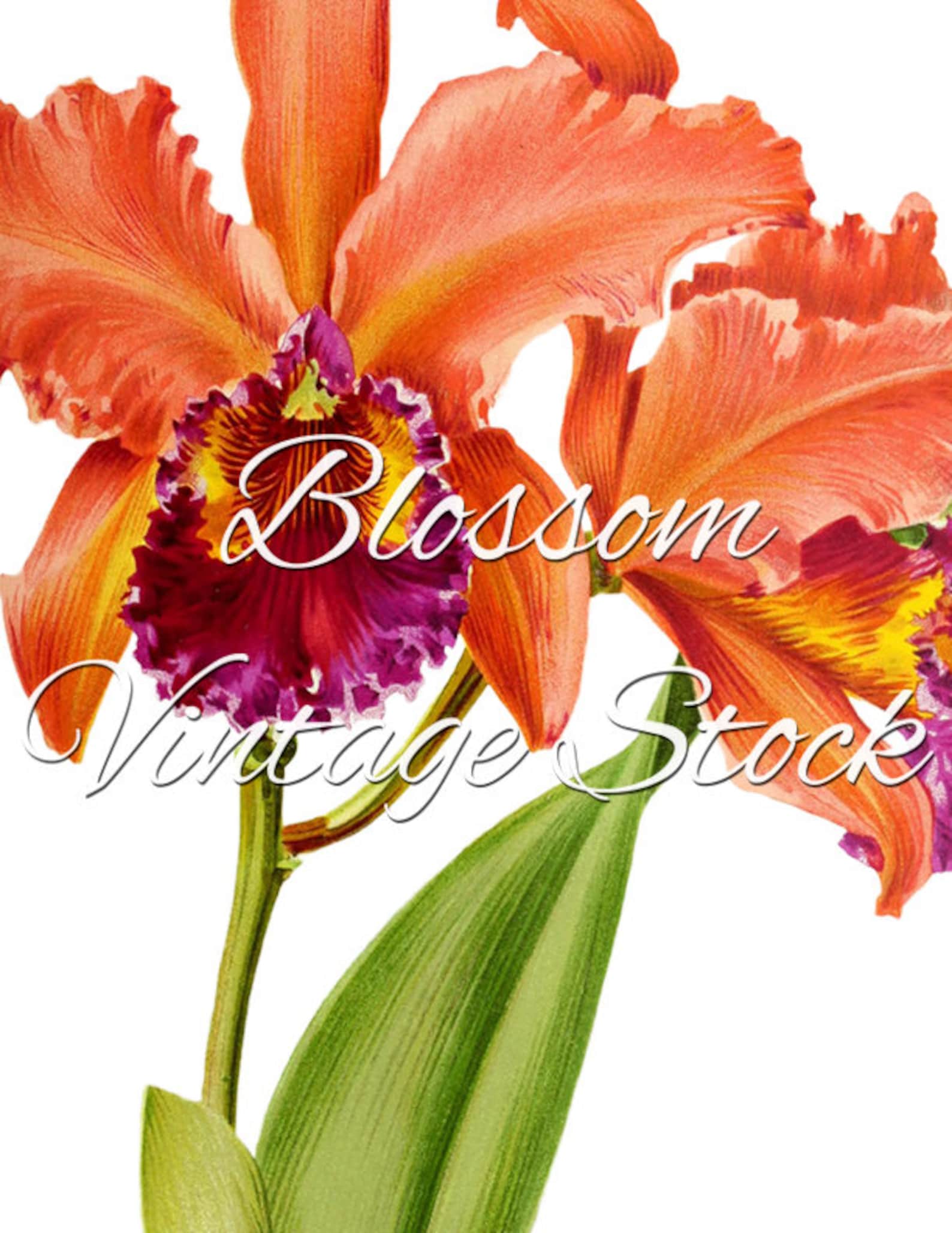 Orchid Printable Illustration Botanical Flower wall art | Etsy
