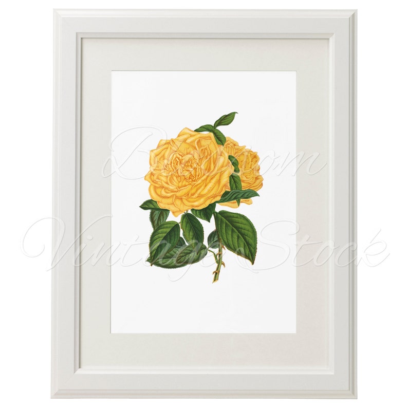 Yellow Rose Printable Wall Art Antique Illustration for Printing 2100 Artwork INSTANT DOWNLOAD Vintage Rose Digital Image Collage