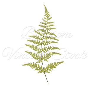 Botanical Printable Fern, Foliage Botanical Leaf Print, Digital Image ...