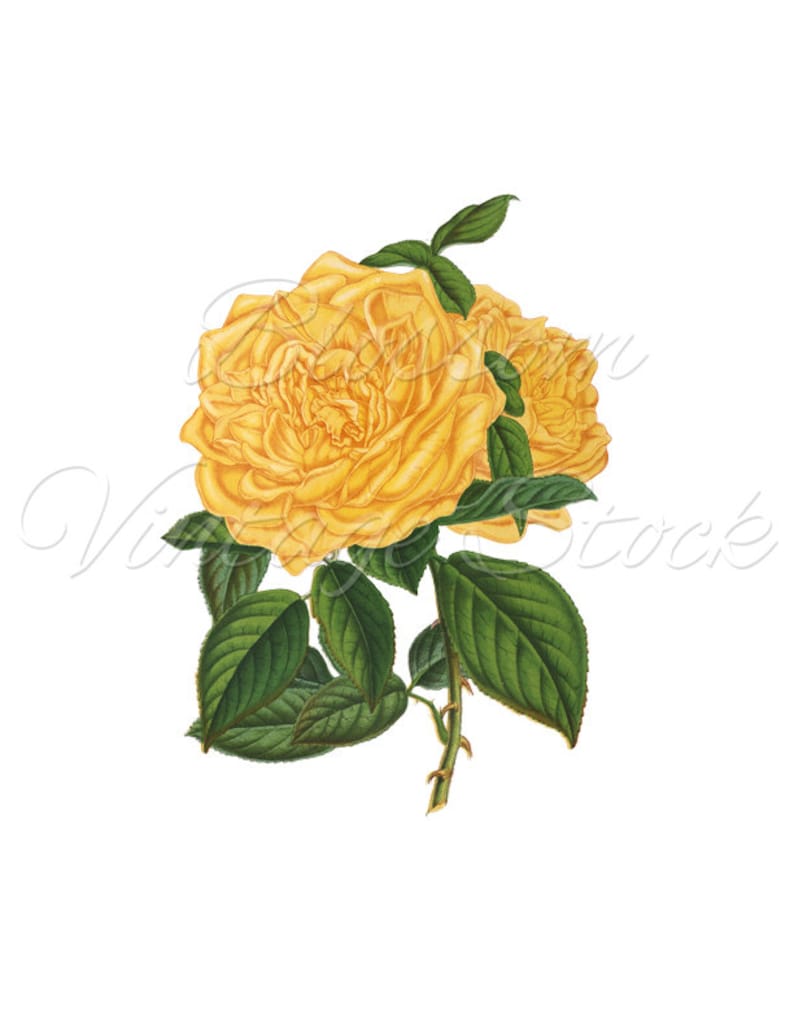 Yellow Rose Printable Wall Art Antique Illustration for Printing 2100 Artwork INSTANT DOWNLOAD Vintage Rose Digital Image Collage