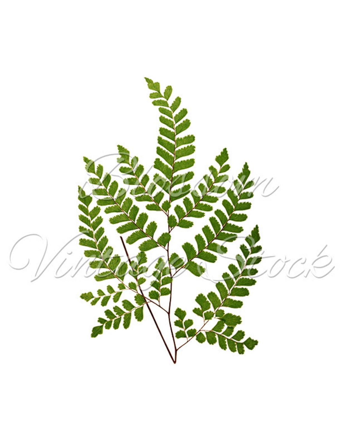 Leaf Botanical Print Botanical Printable Art Vintage Wall Etsy