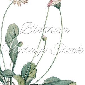 Wall Art Plant Botanical Print Botany Art INSTANT DOWNLOAD - Etsy