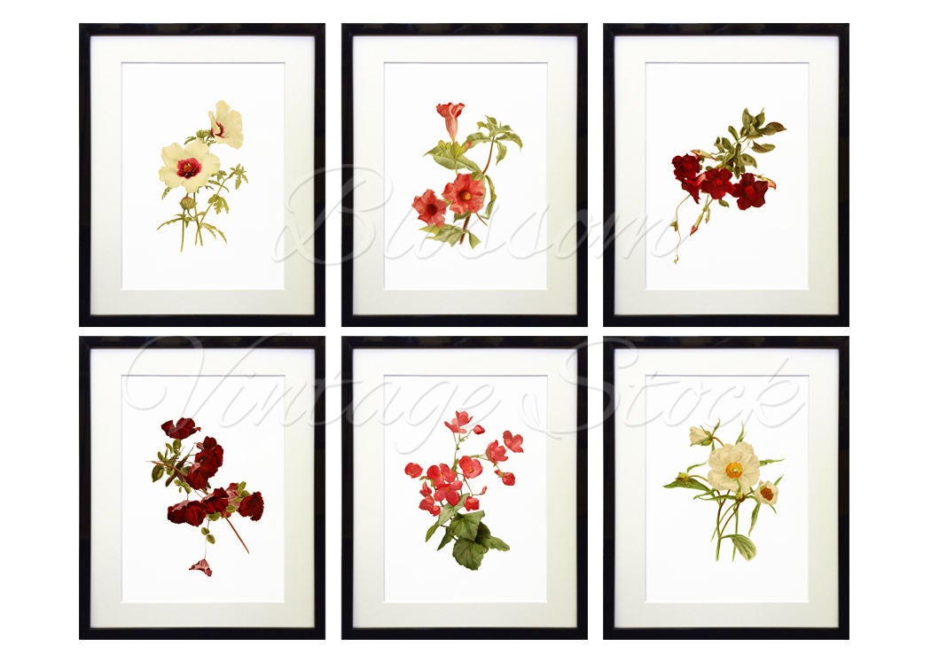 Vintage Botanical Prints Floral Art Vintage flower | Etsy