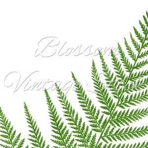 Fern Botanical Printable Art, Antique Botanical Leaves Image Digital ...