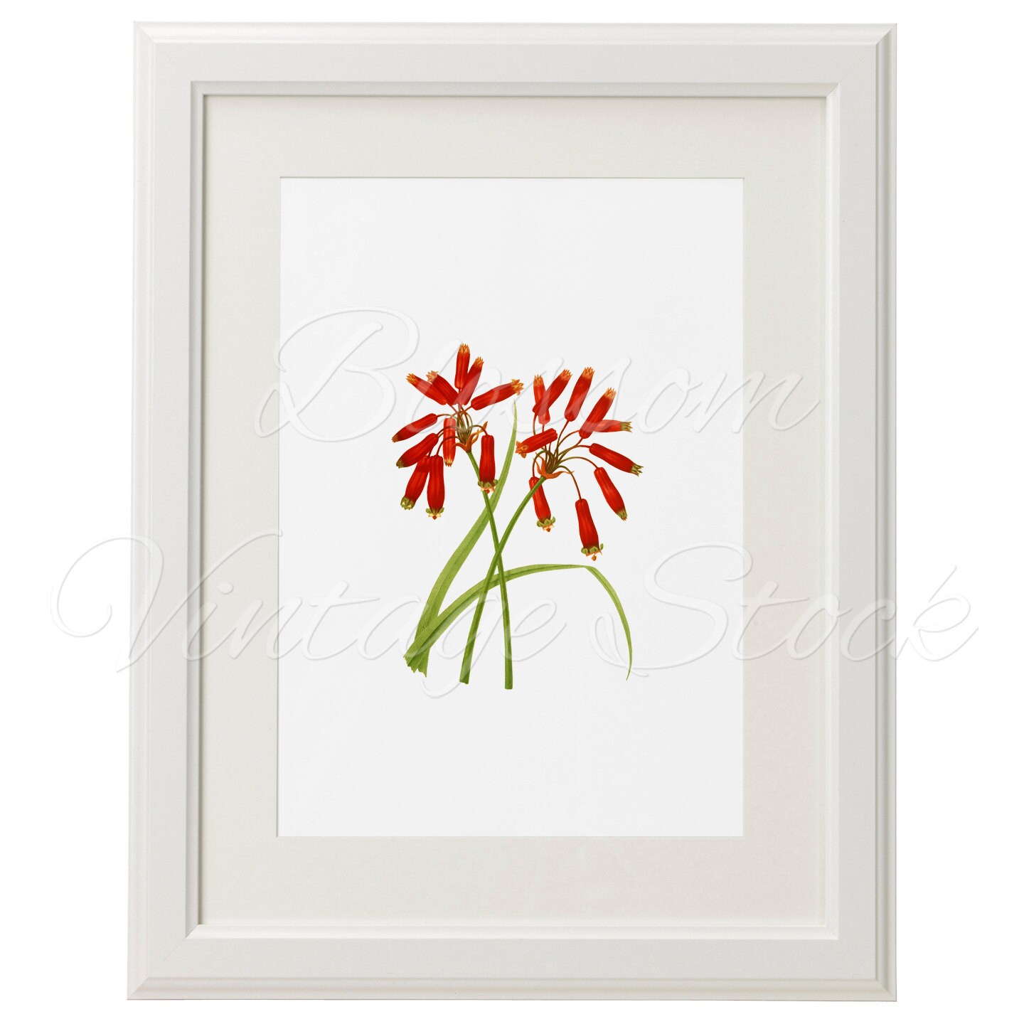 Flower Illustration Floral Wall Art print Vintage Floral wall Etsy