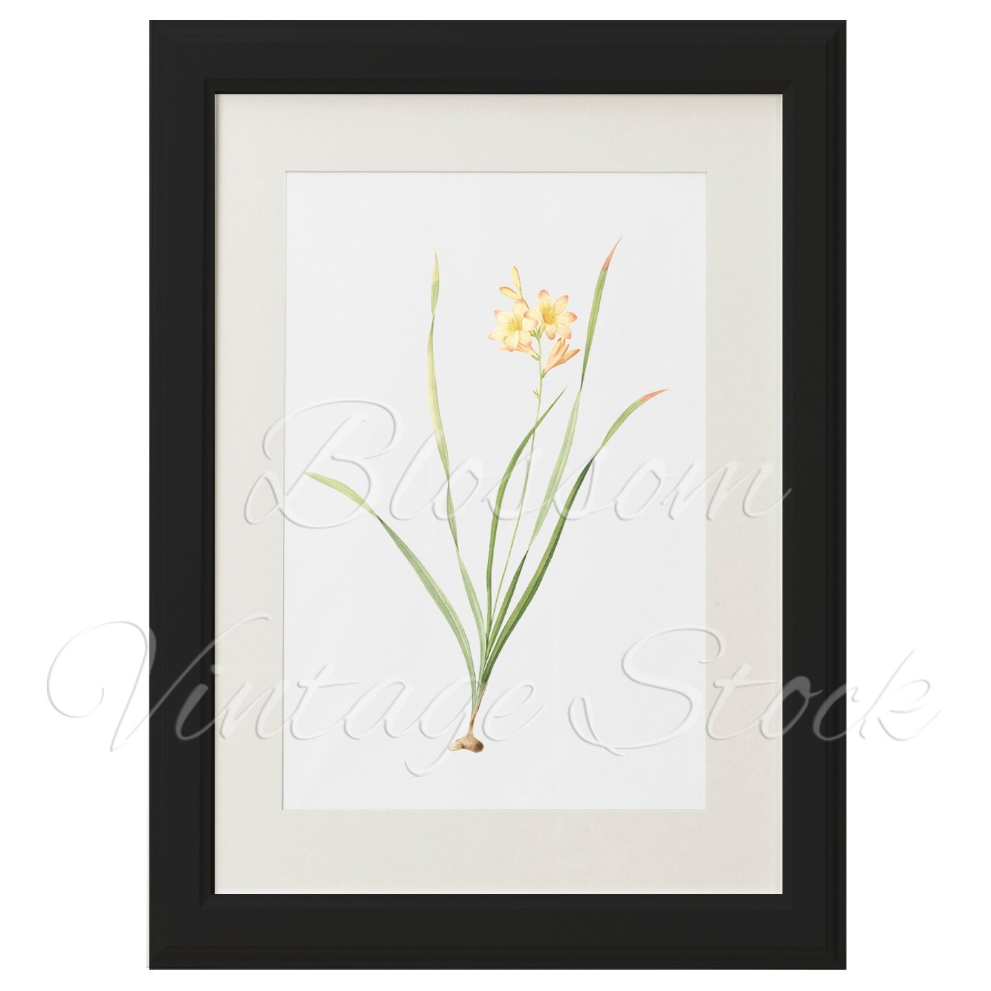 Botanical Printable Flowers Vintage Illustration for Printing | Etsy