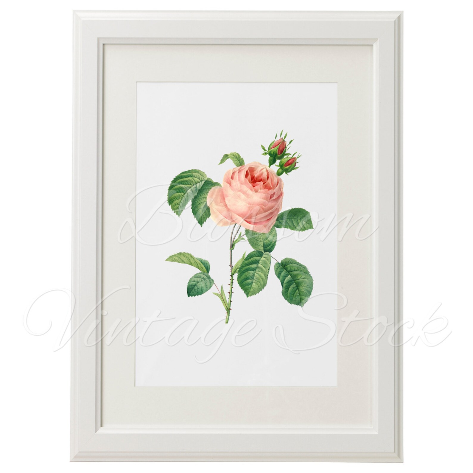 Printable Art Shabby Chic Rose Pink Flower Wall Art Print | Etsy