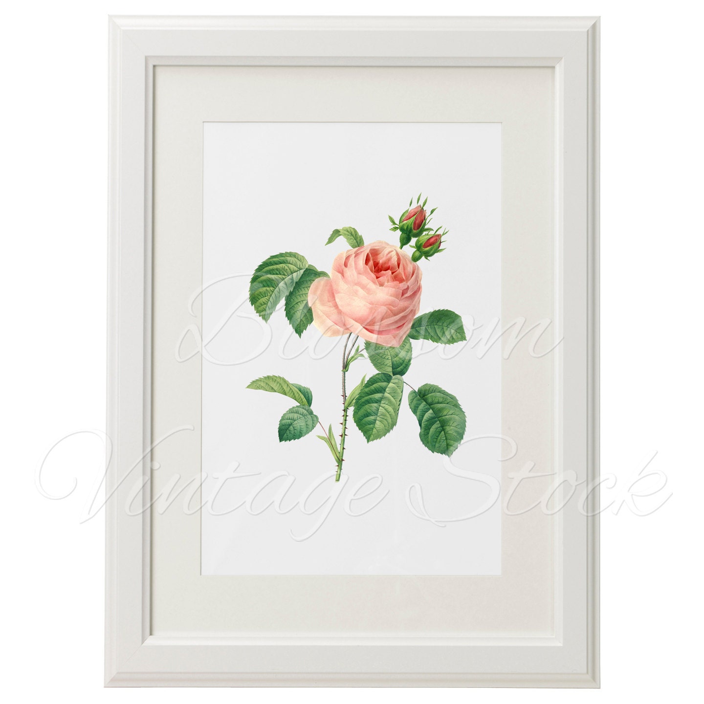 Printable Art Shabby Chic Rose Pink Flower Wall Art Print | Etsy