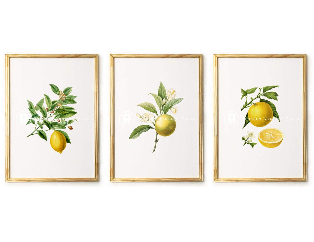 Lemon Print Vintage Botanical Print Set Lemon Illustration - Etsy