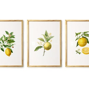 Lemon Print, Vintage botanical Print Set Lemon Illustration, lemon Prints, Botanical wall art, Lemon Decor INSTANT DOWNLOAD - 2675