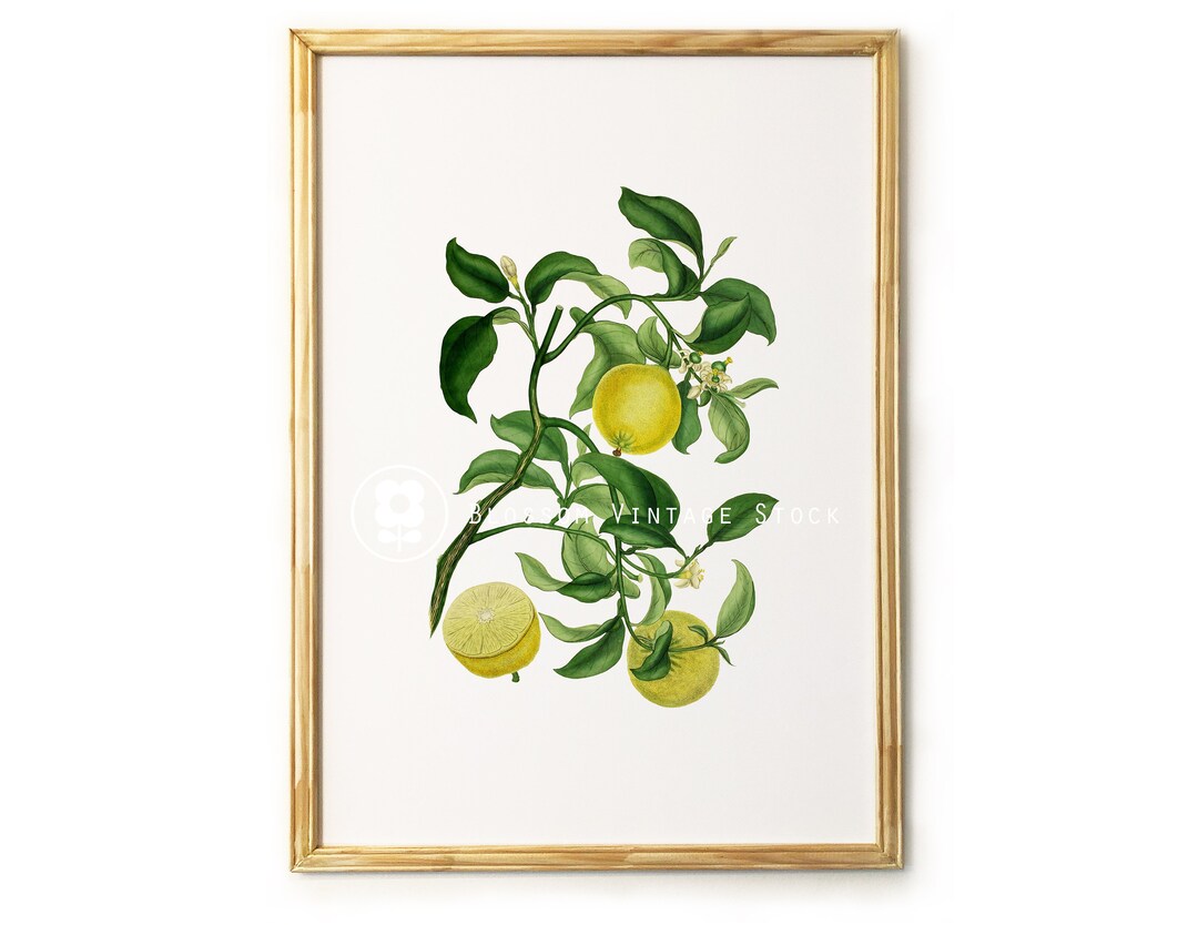 Lemon Print Wall Art, Vintage Lemon Illustration, Botanical Lemon Print