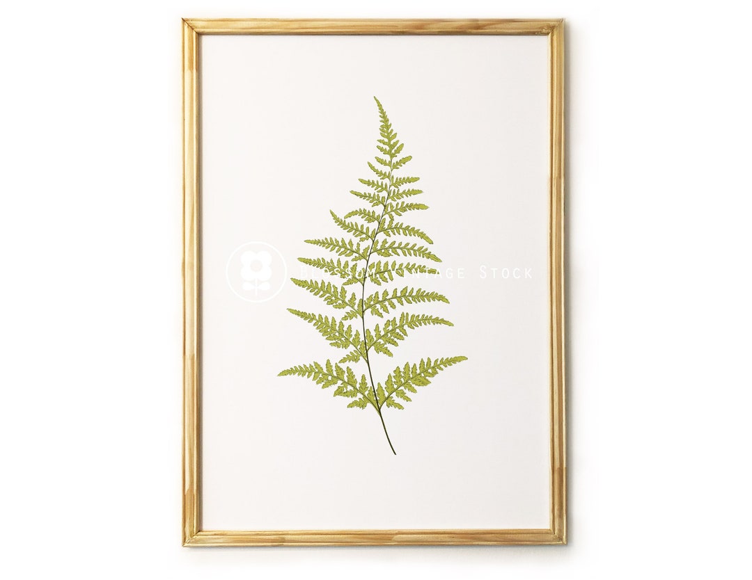 Botanical Printable Fern, Foliage Botanical Leaf Print, Digital Image ...