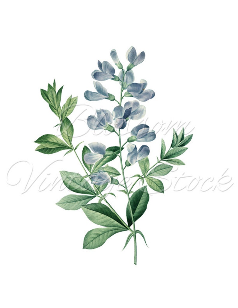 Botanical Printable Set Blue Vintage Prints INSTANT DOWNLOAD Etsy