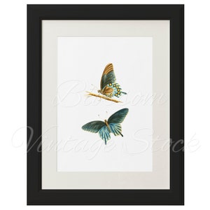 Butterflies, Printable Art, Vintage Illustration, Wall Decor, Butterflies wall art print INSTANT DOWNLOAD 5x7, 8x10, 11x14 Included 2141 image 5