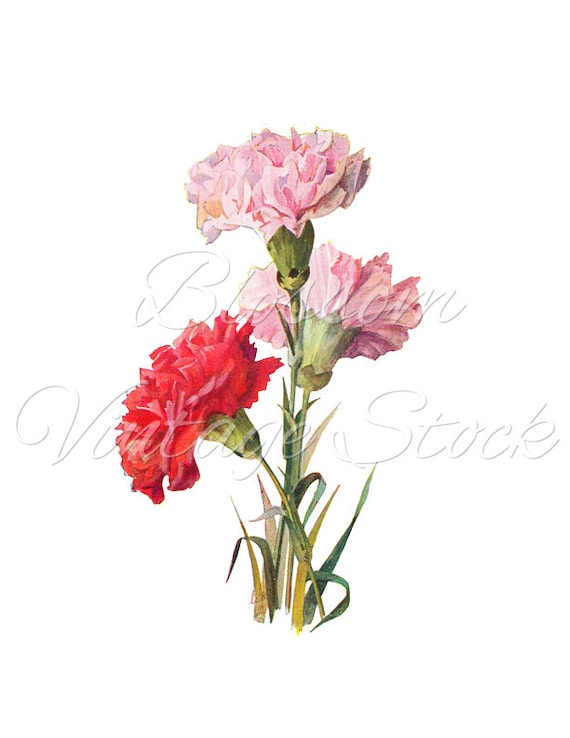Botanical Carnations Vintage Prints Printable | Etsy