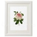 Vintage Pink Rose Printable Art Shabby Chic Rose Image - Etsy