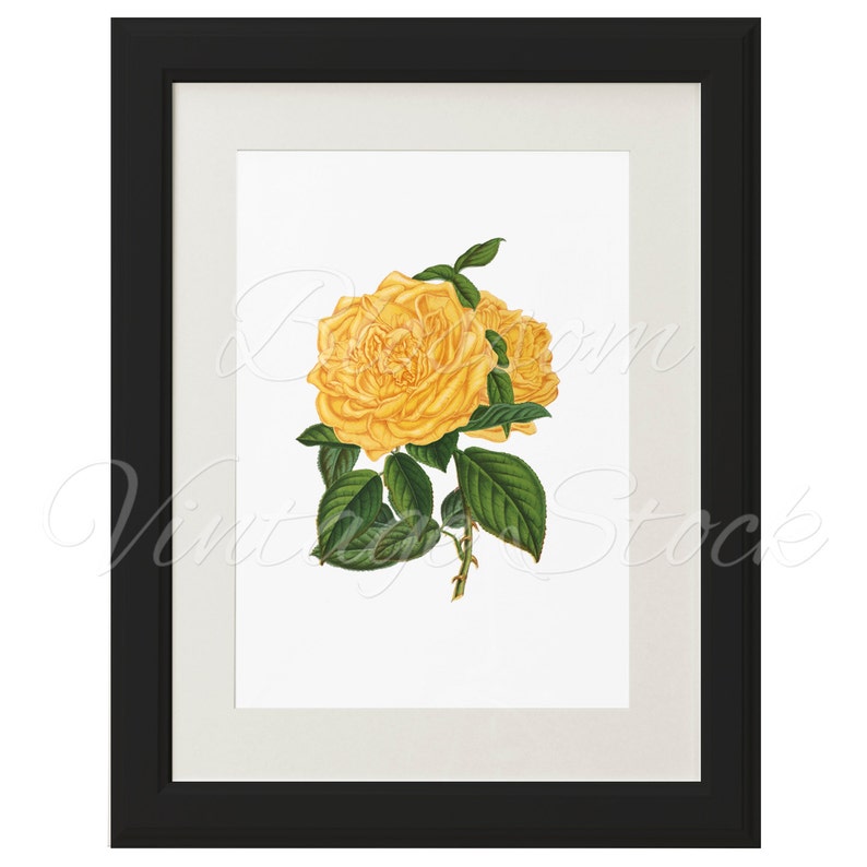 Yellow Rose Printable Wall Art Antique Illustration for Printing 2100 Artwork INSTANT DOWNLOAD Vintage Rose Digital Image Collage
