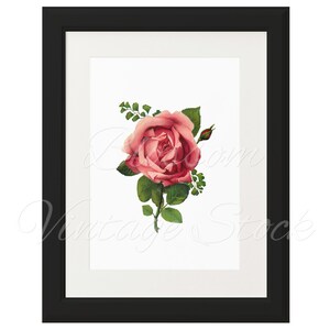 Printable Rose, Rose Art Print, Wall Art Flower Printable Antique ...