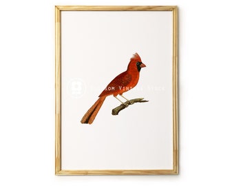 Red Bird Cardinal Printable Instant Download Wall Art, Digital Image, Antique Illustration for print INSTANT DOWNLOAD - 1957